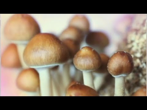 ONE Retreats - Are Magic Mushrooms Good for You?
