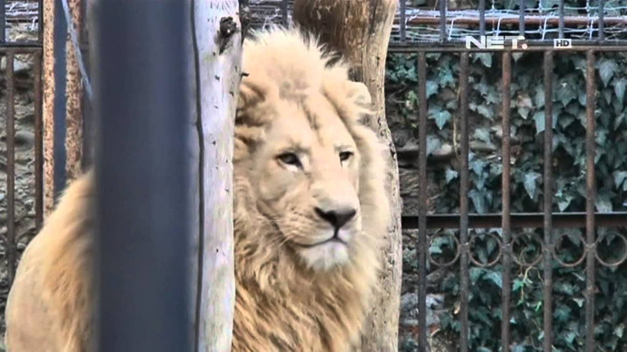 NET24 - Kelahiran singa putih di kebun binatang Georgia 