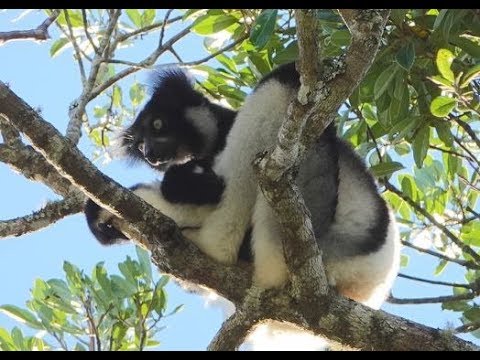 Andasibe-Mantadia National Park, Madagascar - 2018