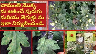 Pest control in Chamanthi |How to protect your chrysenthemum plant from pest or fungal infection