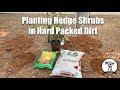 Planting Hedge Shrubs In Hard Ground