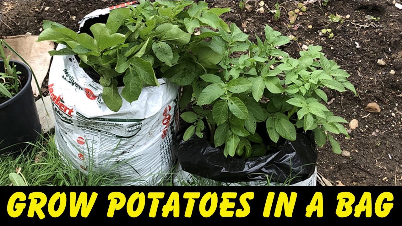 How to grow potatoes in a bag (how to plant potatoes) - YouTube