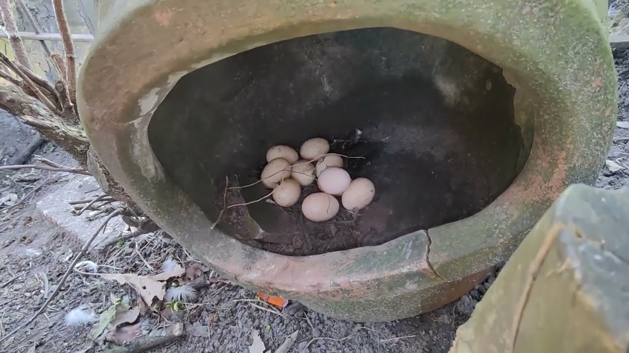 De kippen leggen weer overal, en waar kuikentjes waren, zijn nu haantjes