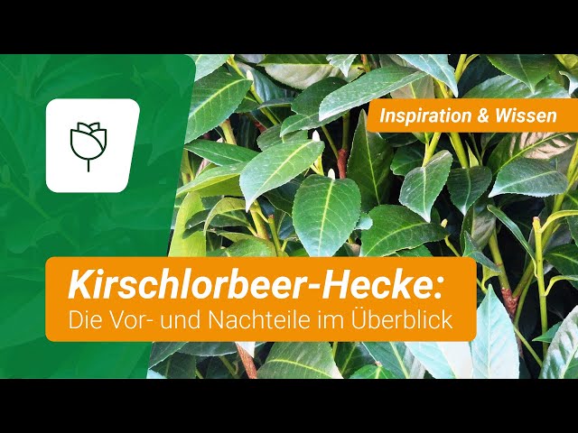 monstera shop Philodendron Monstera Deliciosa – ShopTropicals main image 0
