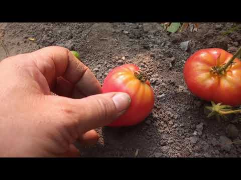 Wideo: Dlaczego Pomidor Jest Czerwony?