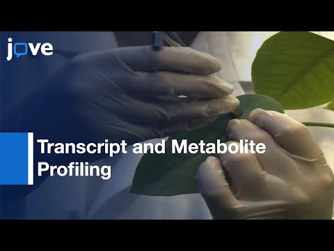 Video: Hva er transkripsjonsprofilering?