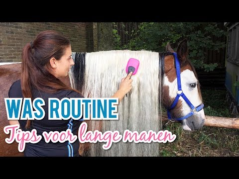 Video: Hoe Verzorg Je De Manen Van Een Paard?