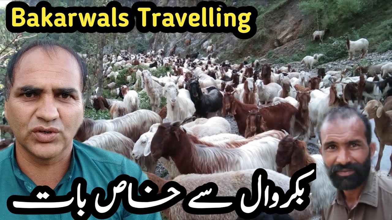 Bakarwals Travelling