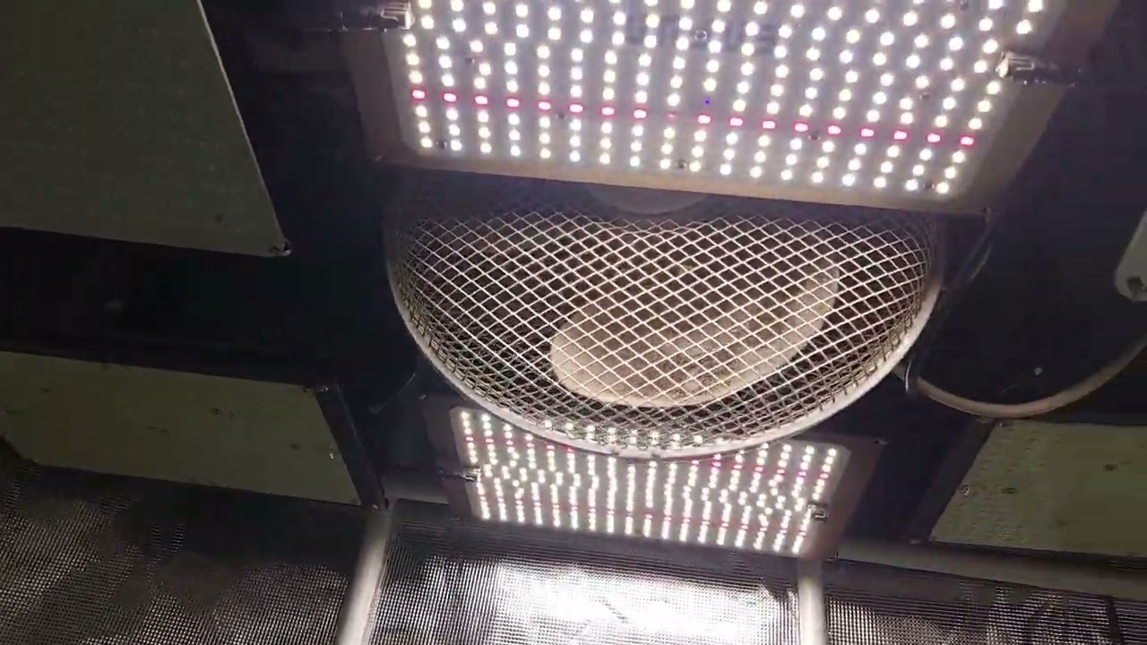 critical mass week 6 flower, Jack herer week 4 1 flower, cheese an white widow week 5 flower.