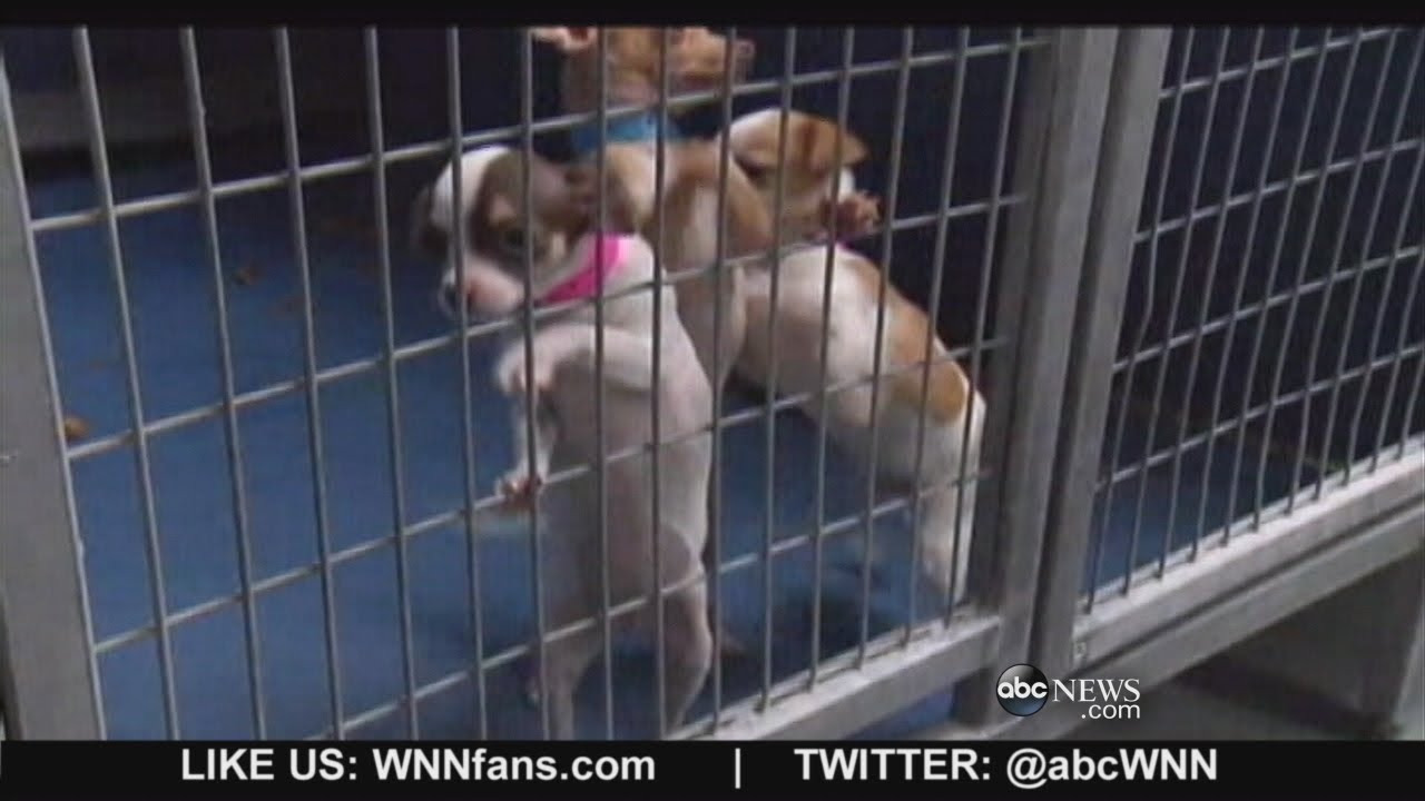 Puppies Safe After Pet Store Arson in Las Vegas