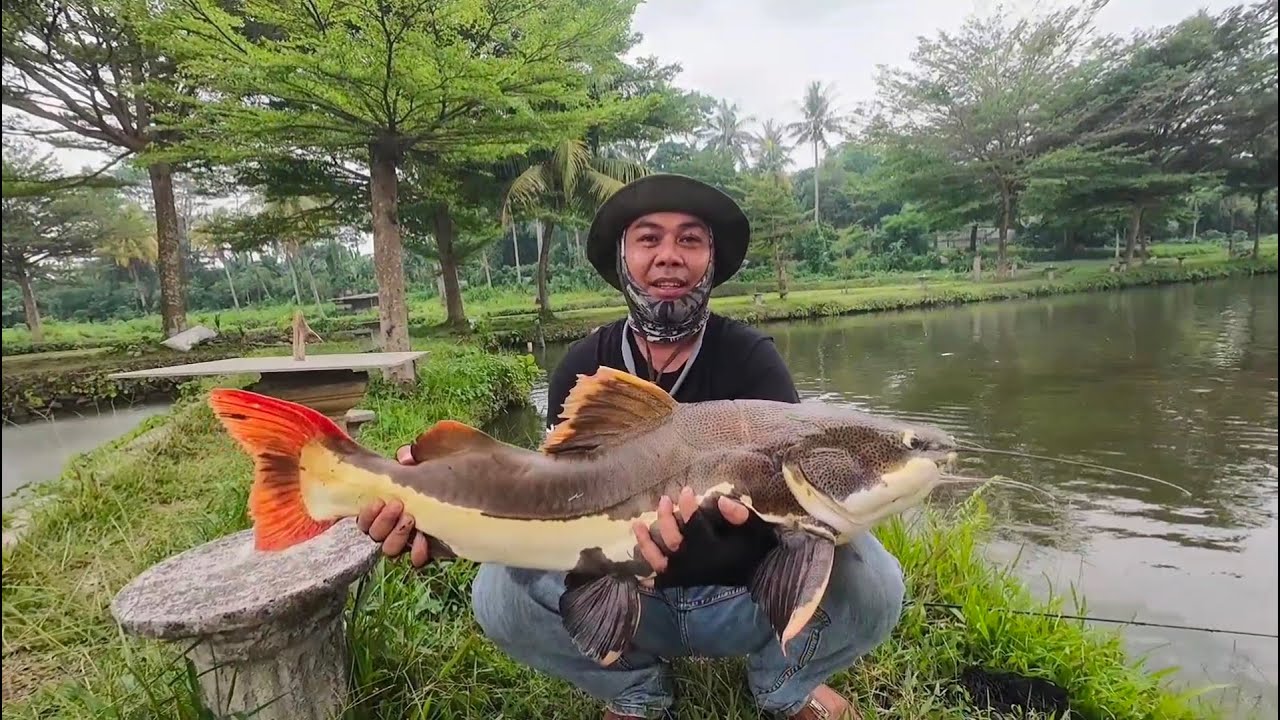 Monster Hunt at RCG: Daiwa Black Label vs. Giant Redtail Catfish and manymore fish
