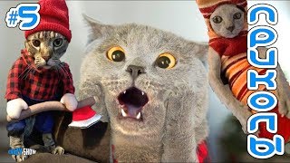 ЛУЧШИЕ ПРИКОЛЫ С КОТАМИ И ДРУГИМИ ЖИВОТНЫМИ 2018 СМЕШНЫЕ КОТЫ И КОШКИ 2018 #5 ЛУЧШИЕ ПРИКОЛЫ С КОТАМИ И ДРУГИМИ ЖИВОТНЫМИ 2018 СМЕШНЫЕ КОТЫ И КОШКИ 2018 #5