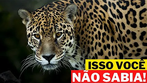 Qual é o tamanho de uma onça-pintada?