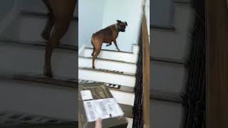 she is a BOXer that is afraid of BOXes #dog #boxer #boxerdog #cutedog
