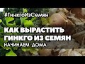 🌱Как вырастить Гинкго из семян