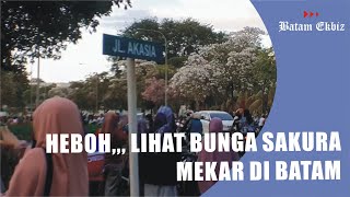 Bunga Sakura di Batam, Mekar Bagaikan Pemandangan di Jepang