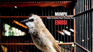 Download Lagu Trucukan Gacor ROPEL PANJANG Saat Subuh COCOK untuk Pancingan Trucuk BAHAN dan MASTERAN TRUCUK Paud MP3