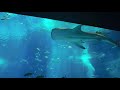 Churaumi Okinawa - Giant Whale Shark