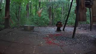 Crazy raccoons. Live Camera, raccoons and opossums at night. Birds/squirrels