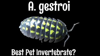 Armadillidium gestroi: The Best Pet Invertebrate?