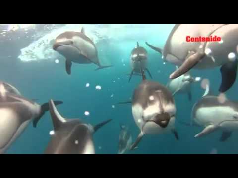 Video: Como Duermen Los Delfines