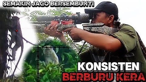 KONSISTEN HUNTING Monkey‼️selamatkan kebun warga dari hama kera liar ⭕ berburu kera terbaru