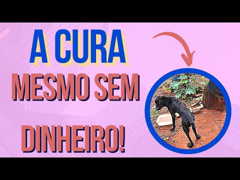 Vídeo: Pergunte a um veterinário: Por que meu cão odeia o carteiro?