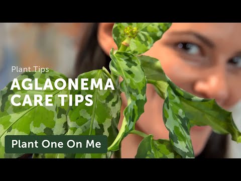 Ultimate AGLAONEMA (Chinese Evergreen) CARE Guide — Ep 207