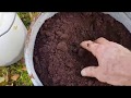 How to use large quantities of coffee grounds in the garden worm farms  compost bins