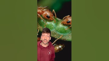 Not all trees are “friendly” #acacia #ants