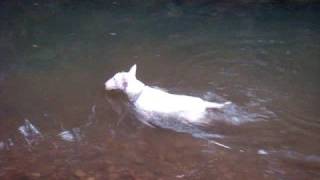 Phelps of the dog world. My dog Ace is addicted to swimming. This i...