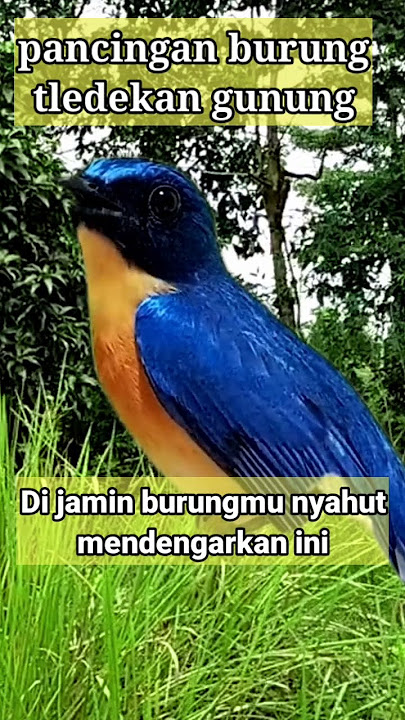 PANCINGAN BURUNG TLEDEKAN GUNUNG DI JAMIN NYAHUT #burungtledekan
