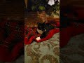 cici update and her love of the christmas tree skirt