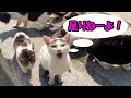 猫の井戸端会議に差し入れを入れたら荷物を盗まれるところだった