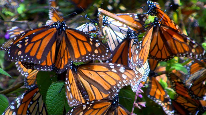 Millions of monarch butterflies flutter to the mountains in Mexico every October - DayDayNews