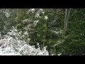 1 hour of relaxing snowfall  sneeuwval  winter  asmr  wetterburg germany