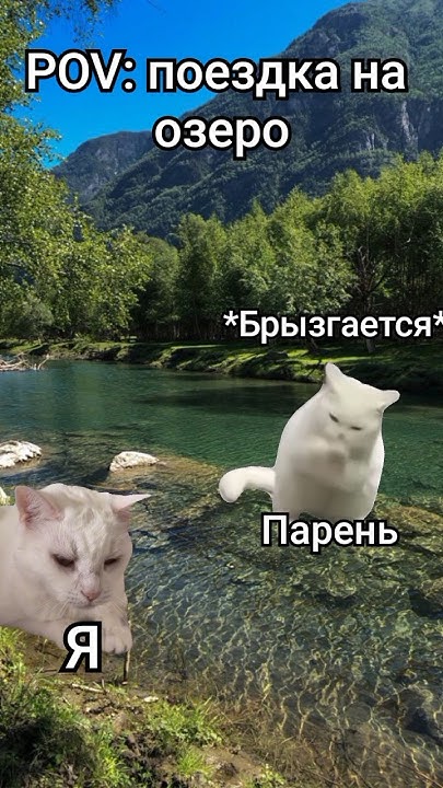 #shorts #trandingshorts #прикол #юмор #кот #мемы #рек #рекомендации # ...