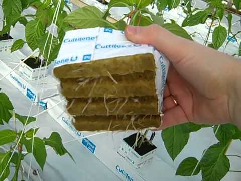 How to Plant Pepper Plants (Hydroponic Greenhouse)