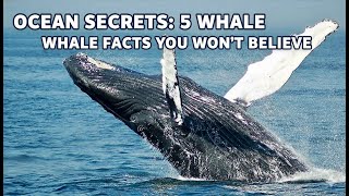 Discover the Gentle Giants: Why Whales are the World's Most Important Animals
