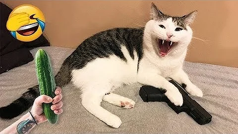 Video 3701121: collect best cat, cats collection funny, collective animals funny, funny animals funniest cats, funniest cats dogs funny