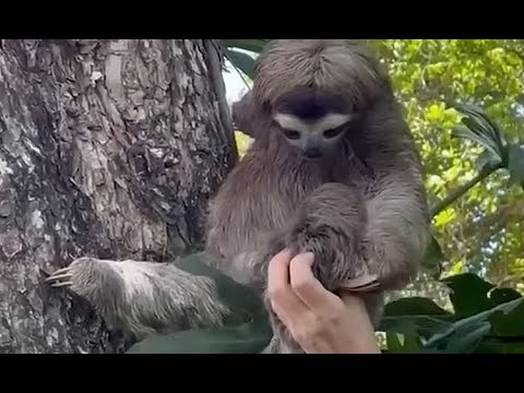 Видео: Умира ли ленивецът в тъпаците?