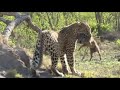 Leopardo ataca a un jabalí bebé de una madriguera.