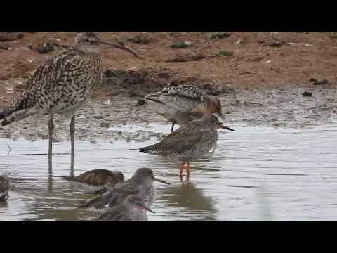 Curlew(Numenius arquata), Knot(Calidris