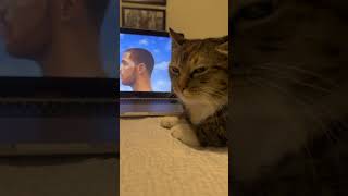 My cat reacts to Drake 🎶 #drake #cats #catshorts #cat