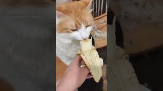 cat eats favorite food