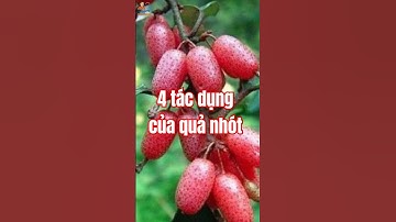 4 Tác Dụng Của Quả Nhót