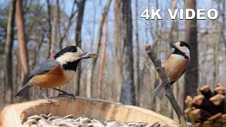 Radiant Forest Sanctuary: Busy Spring Morning in 4K UHD | Virtual Window POV