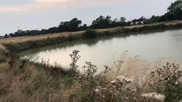 German Shorthaired Pointer  swimming - Recall across a pond