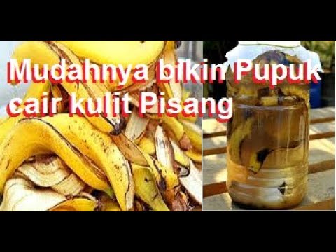 Video: Pupuk Kulit Pisang: Bagaimana Cara Membuat Pupuk Kulit Pisang? Untuk Tanaman Apa Kulitnya Bisa Digunakan Sebagai Pupuk?