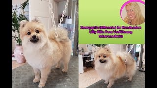 Hundesalon Lilly Pomeranian Zwergspitz schneiden Hundefriseur Groomer